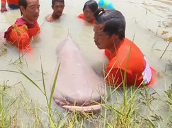 Ikan Lele Raksasa Seberat Sapi Kurban Dijual Rp 8,7 Juta