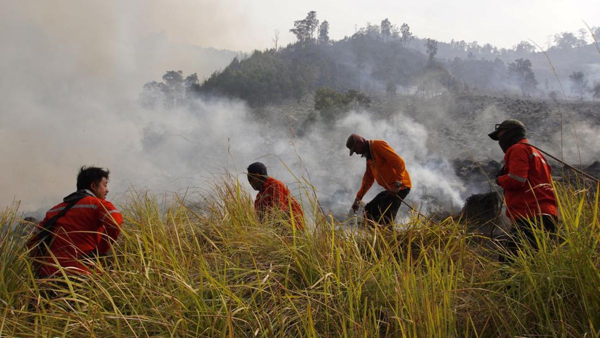 Kebakaran Savana Tambora Bakar 2.000 Ha: Ancaman Ganda bagi Keanekaragaman dan Ekonomi Lokal