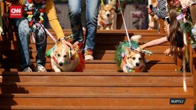 VIDEO: Festival Anjing Corgi Digelar Di Rusia