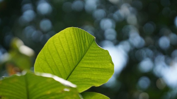 These are the leaves of the ketapang tree that are still young, the color is still green. As information, dried ketapang leaves can lower the pH of the water