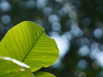 Mengenal Daun Ketapang, Tanaman Obat Antibakteri dan Beragam Manfaat Lain