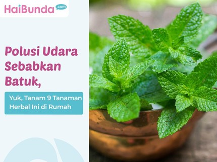 Polusi Udara Sebabkan Batuk, Yuk, Tanam 9 Tanaman Herbal Ini di Rumah