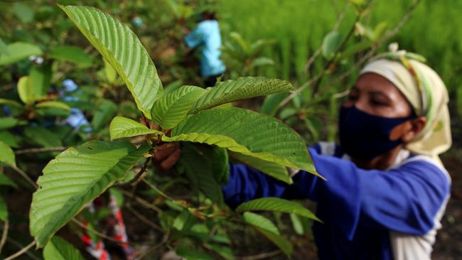 Jokowi Turun Gunung Urus 'Narkoba' Kratom