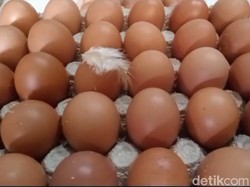 Spekulasi Peternak Tahan Stok Picu Harga Telur di Blitar Anjlok