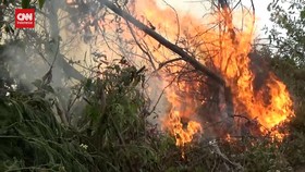 VIDEO: 30 Hektar Kawasan Hutan TN Bromo Tengger Semeru Terbakar