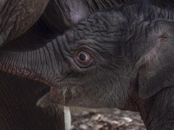 Hore! Bayi Gajah Sumatera Lahir di TN Way Kambas