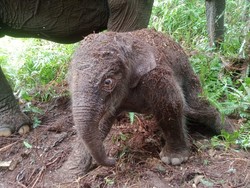 Kabar Bahagia! Bayi Gajah Sumatera Lahir di TN Tesso Nilo