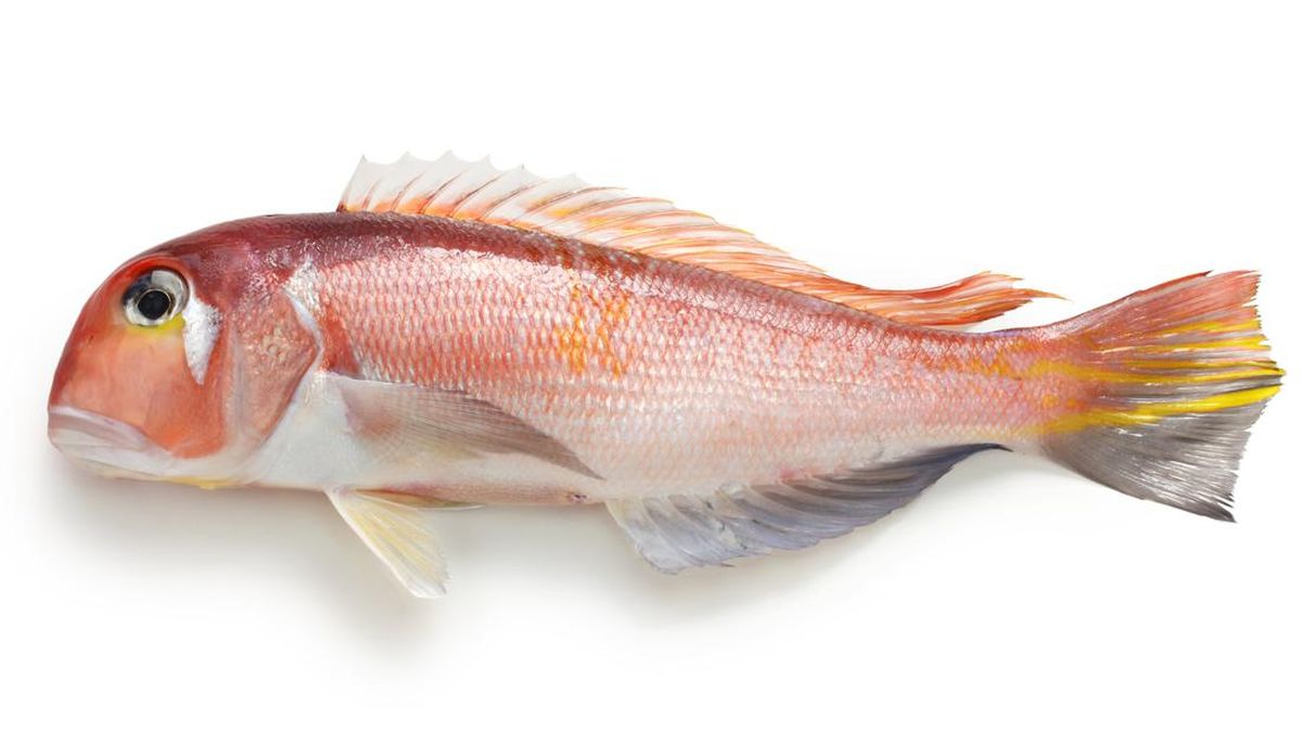 Ikan Orange Roughy (Tangkapan Layar)