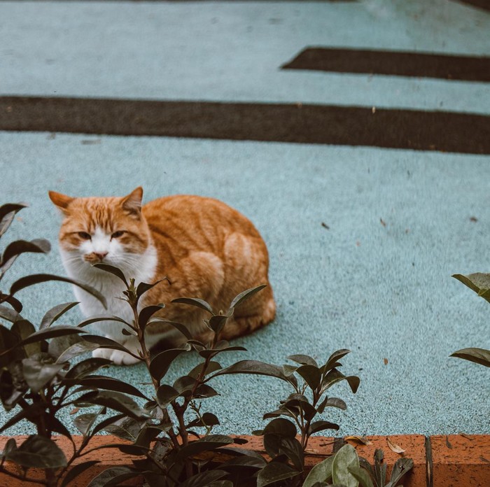 Kucing oranye atau kucing oren