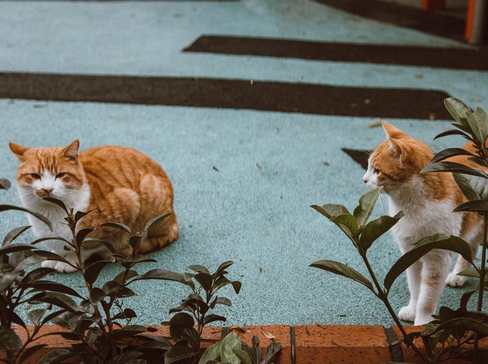 Kucing oranye atau kucing oren