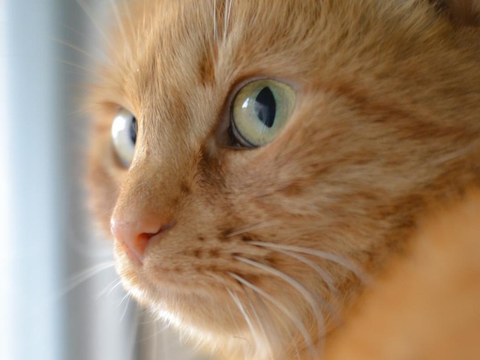 Kucing oranye atau kucing oren