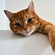 4 Fakta Menarik 'Kucing Oren' yang Hari Perayaannya Diperingati Setiap 1 September