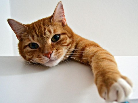 4 Fakta Menarik 'Kucing Oren' yang Hari Perayaannya Diperingati Setiap 1  September