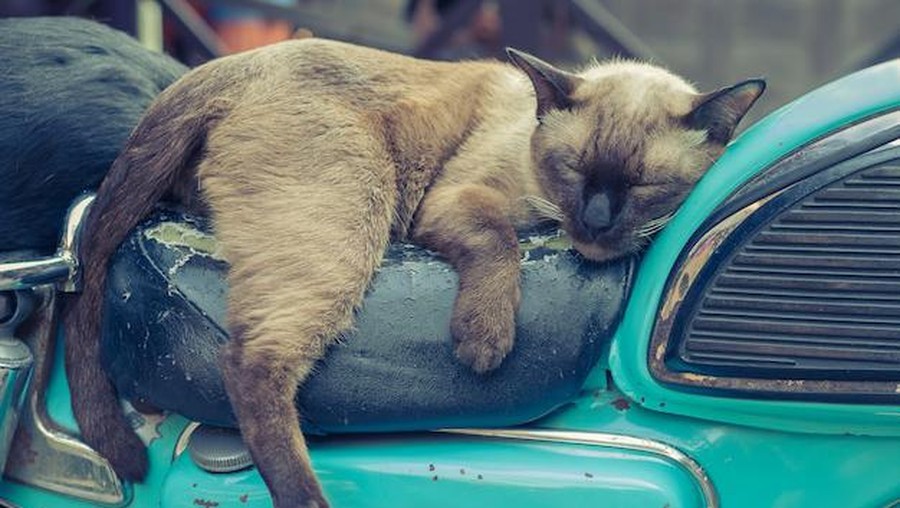 kucing Ilustrasi kucing tidur di jok motor