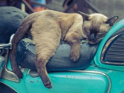 Terungkap! Ini Alasan Kucing Suka Banget Rebahan di Jok Motor