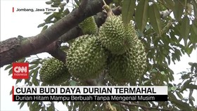 VIDEO: Durian Hitam Termahal & Manisnya Panen Belimbing Madu