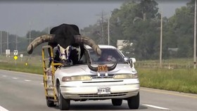 FOTO: Modifikasi Ekstrem Sedan Angkut Banteng Watusi Ditangkap di AS