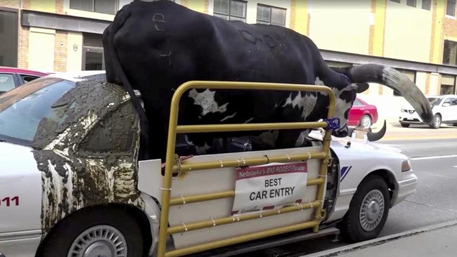 FOTO: Modifikasi Ekstrem Sedan Angkut Banteng Watusi Ditangkap di AS