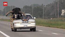 VIDEO: Pengemudi di AS Ditilang Gegara Bawa Banteng di Jok Mobil