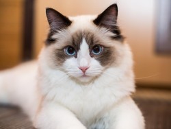 10 Ras Kucing Terpopuler untuk Dijadikan Peliharaan di Rumah