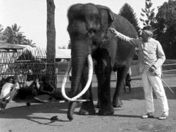 Pilu Si Toekoe, Gajah Berandal yang Bikin Meneer Belanda Kelabakan