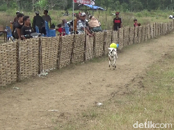Melihat Keseruan Tradisi Unik Karapan Kambing di Lumajang