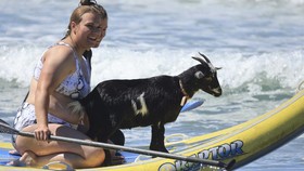 FOTO: Chupacabrah, Kambing Lincah Jadi Instruktur Surfing