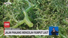 VIDEO: Sehari Menjadi Pembudidaya Rumput Laut