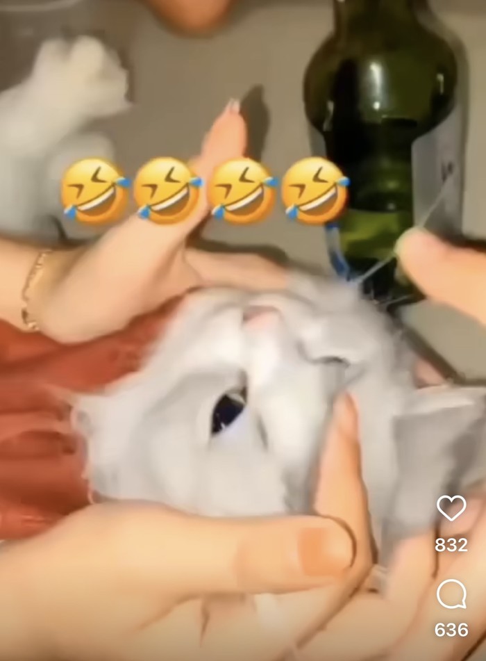 Tangkapan layar kucing dicekoki miras diduga jenis Soju viral di medsos. (Foto: Istimewa)