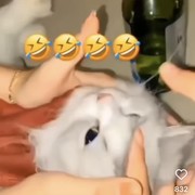 Ini Rekap Viralnya 3 Perempuan Muda di Padang yang Cekoki Miras ke Kucing, Berakhir Minta Maaf!