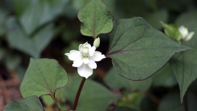 Discover the Health Benefits of Houttuynia Cordata Thunb: Mom’s Life