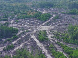 10 Negara yang Paling Banyak Kehilangan Hutan Primer Tropis, Indonesia Nomor Dua