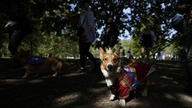 FOTO: Pawai Anjing Corgi Kenang Satu Tahun Kepergian Ratu Elizabeth II