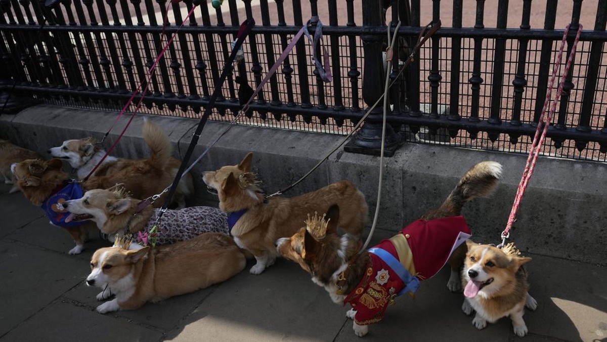 FOTO: Pawai Anjing Corgi Kenang Satu Tahun Kepergian Ratu Elizabeth II
