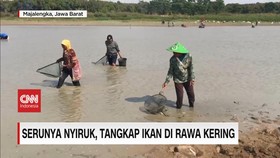 VIDEO: Serunya Nyiruk, Tangkap Ikan di Rawa Kering