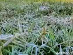 Brrrr! Fenomena Embun Salju Selimuti Kawasan Ijen Bondowoso