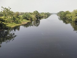 Sungai Ciujung Serang Menghitam dan Bau Comberan, Ikan-ikan Mati