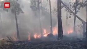 VIDEO: Kebakaran Hutan Gunung Welirang Dekati Lahan Pertanian Warga