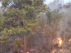 Bukit di Lombok Barat Terbakar Seluas 1 Kilometer Persegi
