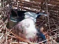 Teror Kambing Mati Misterius Kembali Terjadi di Ijen Bondowoso