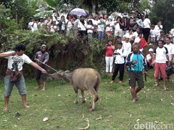 Warga di Mamasa Gelar Ritual Tolak Bala Buntut Ayah Perkosa Anak Kandung