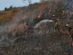 Kebakaran di Gunung Guntur Garut Diduga Disengaja!