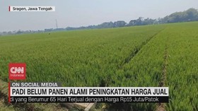 VIDEO: Padi Belum Panen Alami Peningkatan Harga Jual