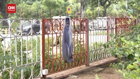 VIDEO: India Pasang Spanduk Monyet Demi Kelancaran KTT G20