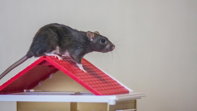 1153540167 he concept of buying a roof. New roof. Material for the roof. Mouse upstairs. Rat upstairs.