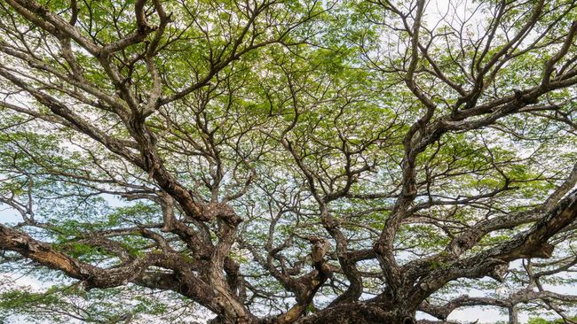 Keajaiban Pohon Trembesi: Fakta Menarik yang Harus Kamu Tahu - Konservasi pohon trembesi