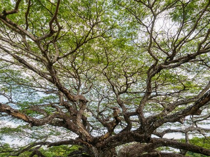 Mengenal Tanaman Trembesi, Pohon Peneduh Penyerap Karbondioksida