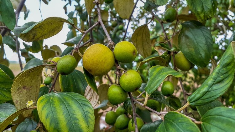 1468861452 Ziziphus mauritiana (Bidara) is a shrub, evergreen shrub or small tree