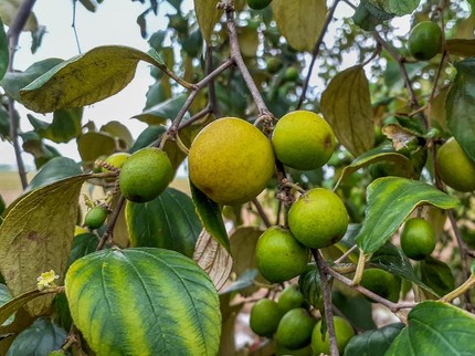 5 Manfaat Buah Bidara dalam Islam, Atasi Gangguan Jin hingga Merawat Kecantikan