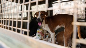 Viral, Anjing Dibuang ke Pantai Santolo Garut Pakai Pemberat Batu
